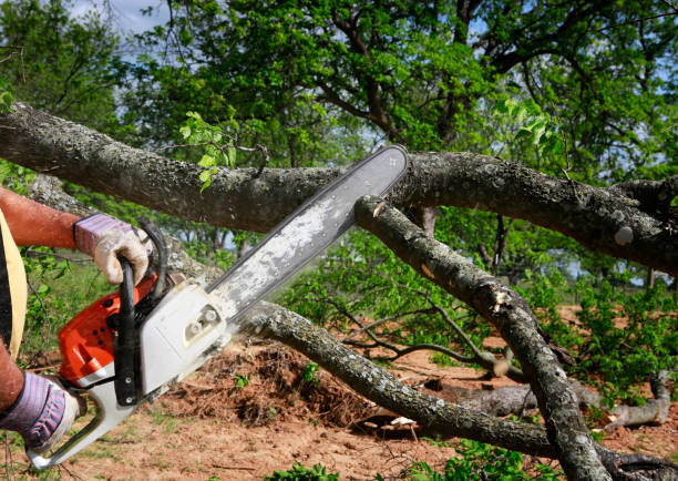 Best Tree Maintenance Programs  in University Gardens, NY